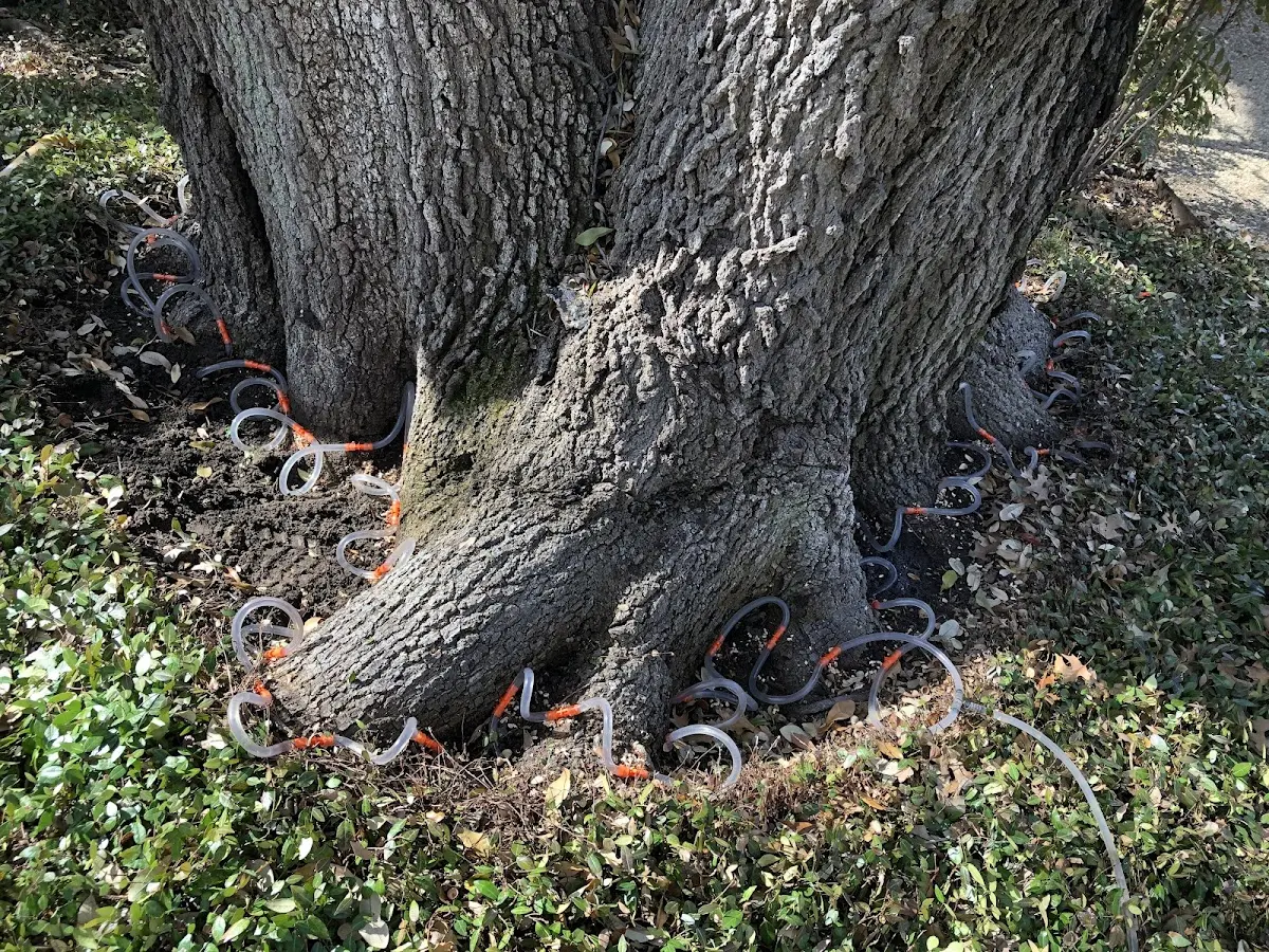 Detailed Tree Cabling and Bracing job site in Indian Orchard