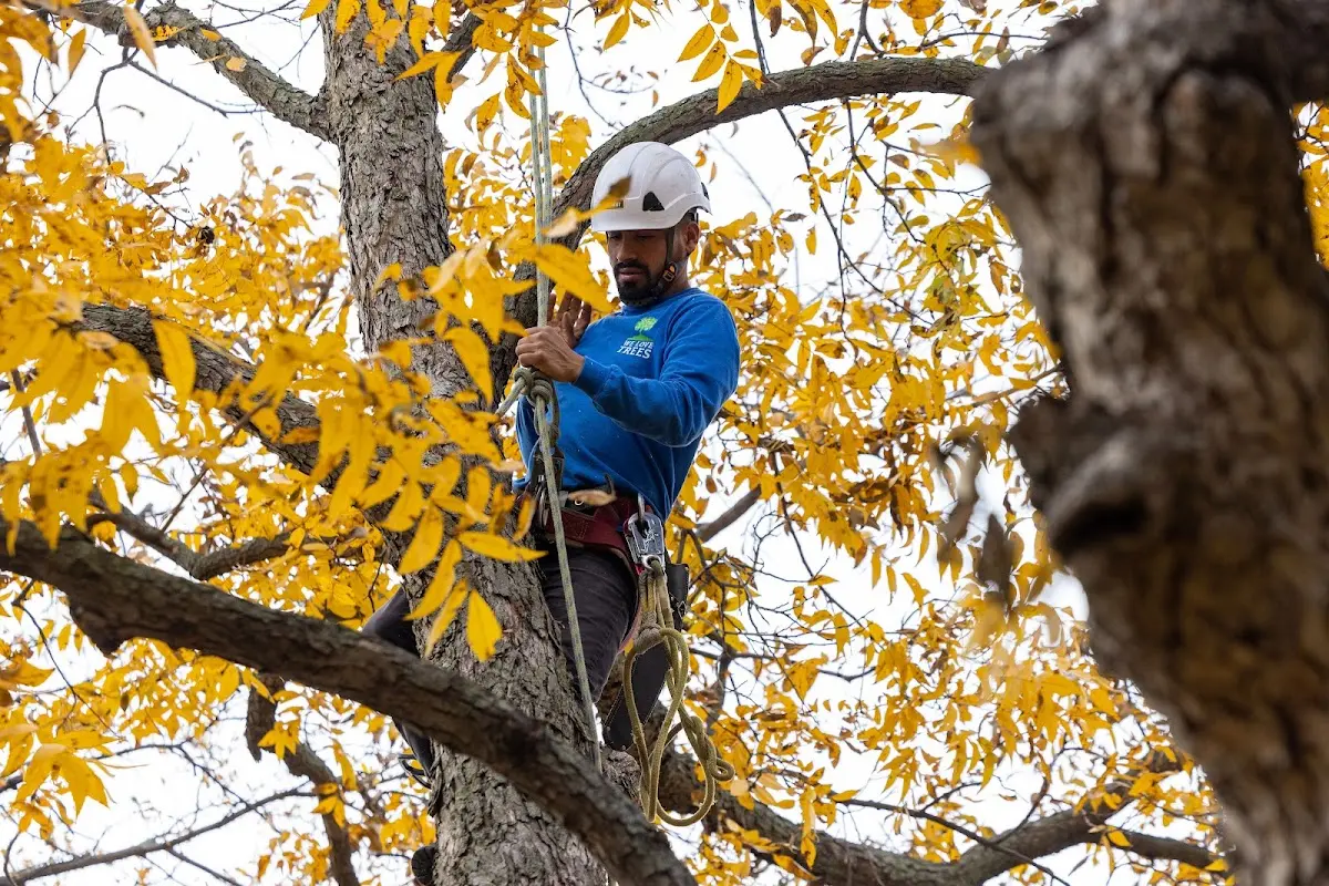 Skilled Tree Planing crew working in Indian Orchard