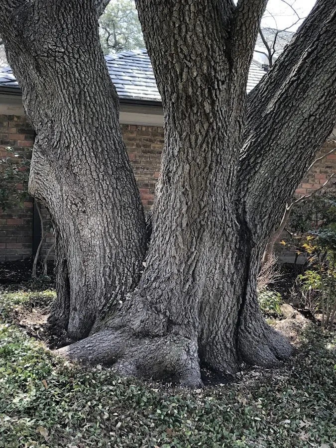 Mature heritage tree close to a Indian Orchard property cared for by certified arborists